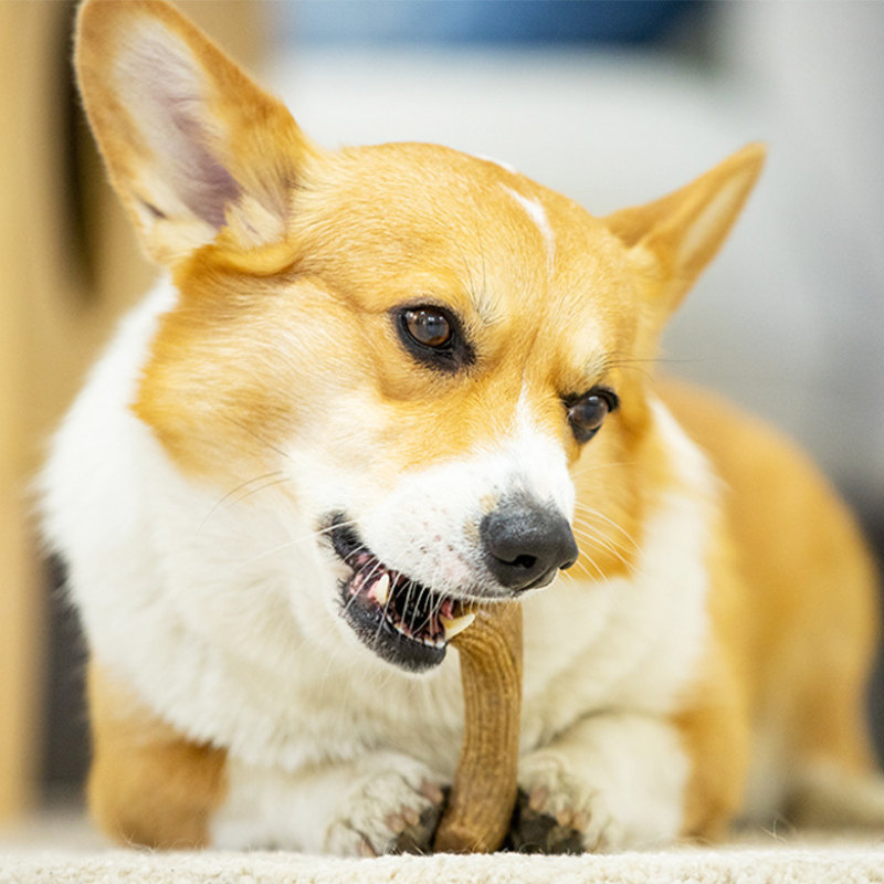 Durable Chew-Resistant Dog Toy - Pet Friendly Fun!