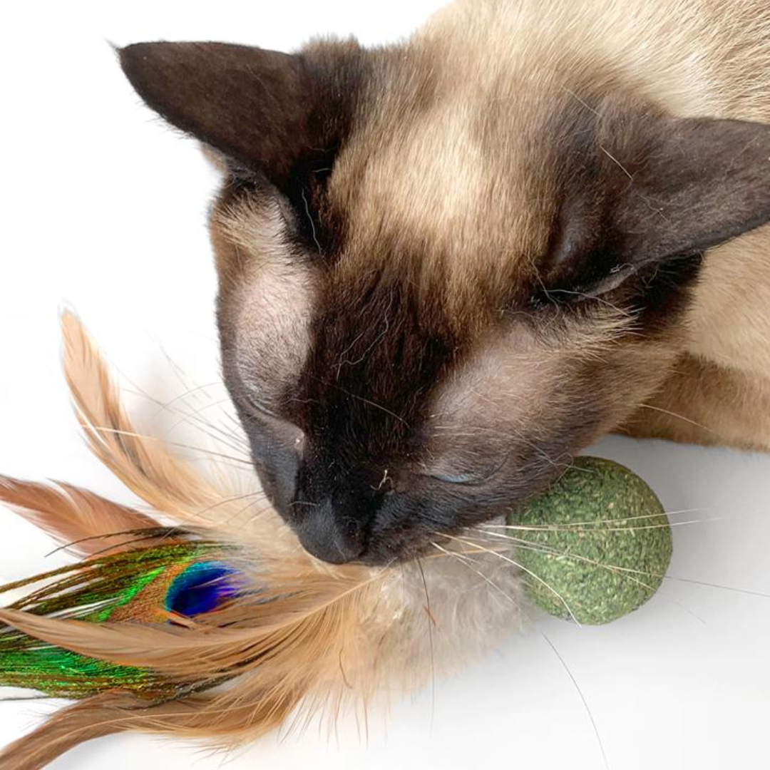 Interactive Catnip Ball Toy with Feather for Fun Playtime