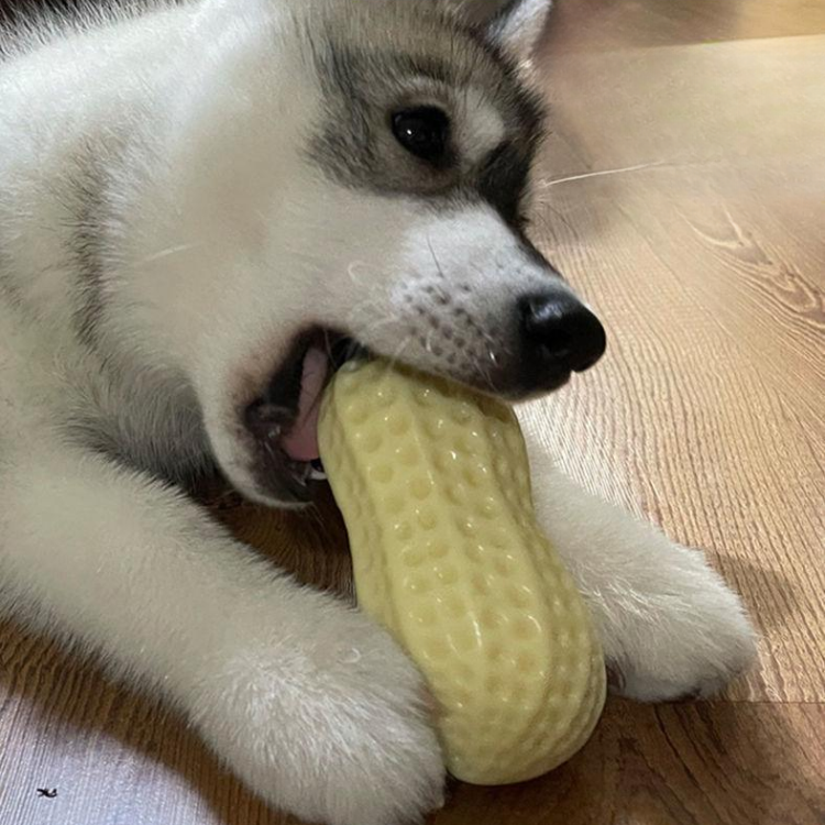 Durable Peanut Squeaker Dog Toy for Interactive Fun
