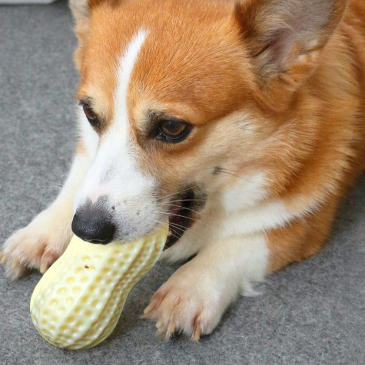 Durable Peanut Squeaker Dog Toy for Interactive Fun