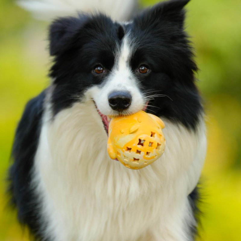 Interactive Dog Toy: Leaking Ball for Fun Playtime