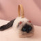 Siamese Cat