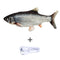 Grass Carp