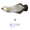 Arowana